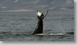 whaling03.jpg